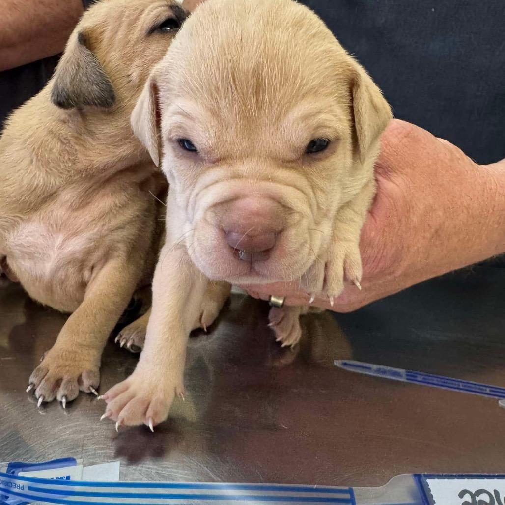 225 (2026) Nova, Adoptable, Puppy Female Pit Bull Terrier.