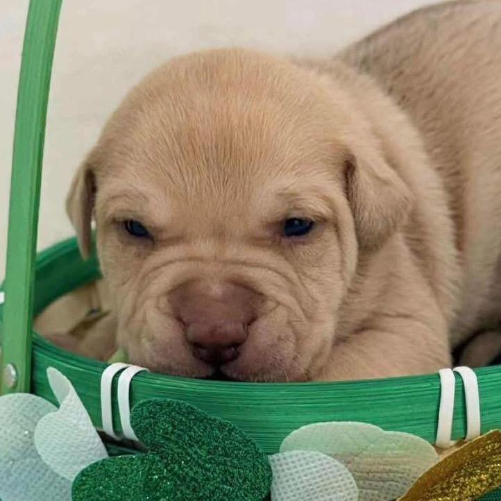 Enlarge 225 (2026) Nova, a Adoptable mixed breed in Parker, CO image 2/3