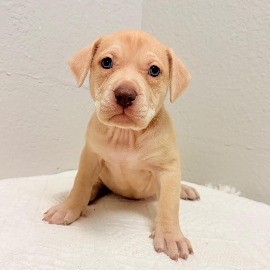 Enlarge 225 (2026) Nova, a Adoptable mixed breed in Parker, CO image 3/3