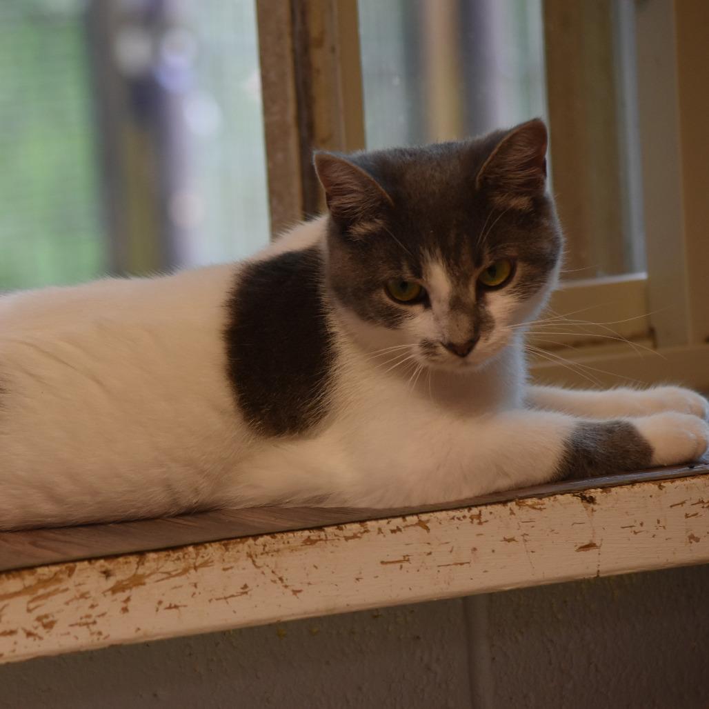 Viola, Adoptable, Young Female Domestic Short Hair.