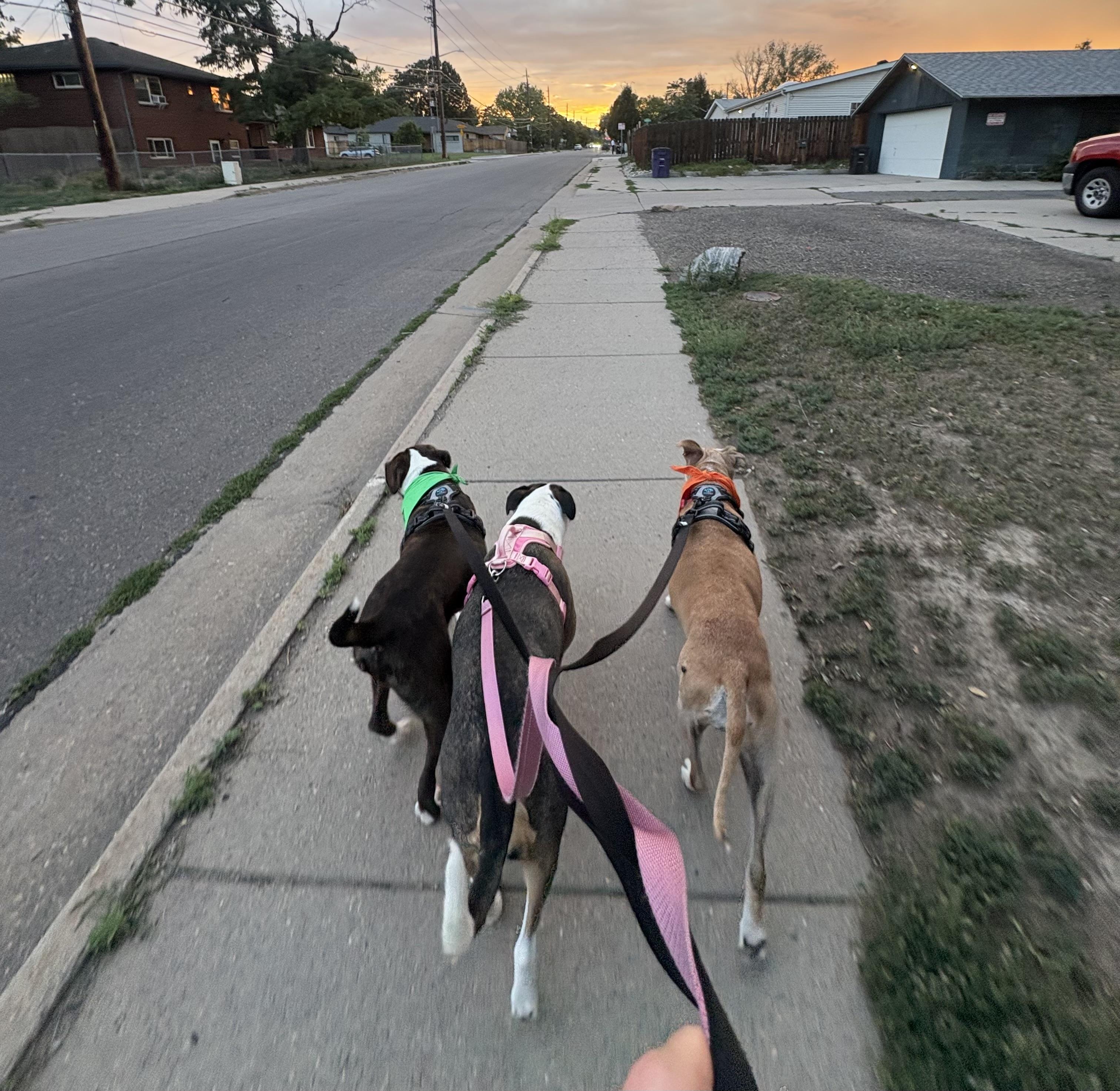 Enlarge Barry, an adopted mixed breed in Thornton, CO image 5/6