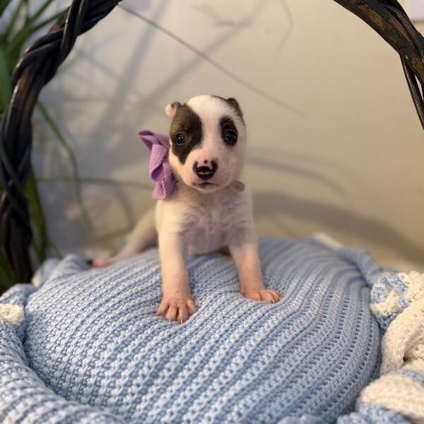 Pearl White — thumbnail 4