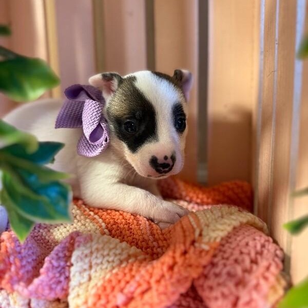 Pearl White — thumbnail 5