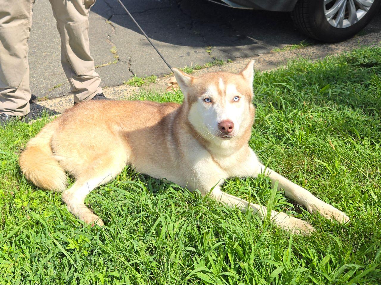 Enlarge Yukon, an adopted Siberian Husky in Trenton, NJ image 2/2
