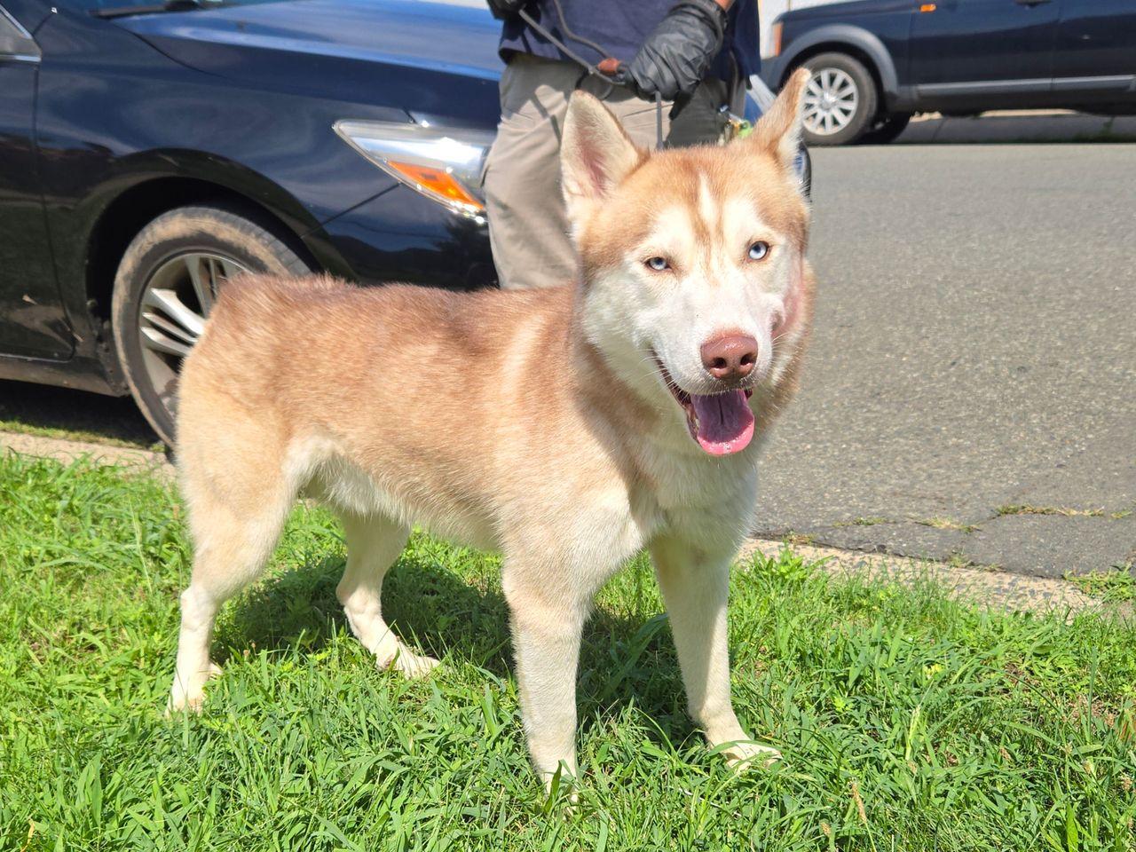Yukon, adopted, Young Male Siberian Husky.