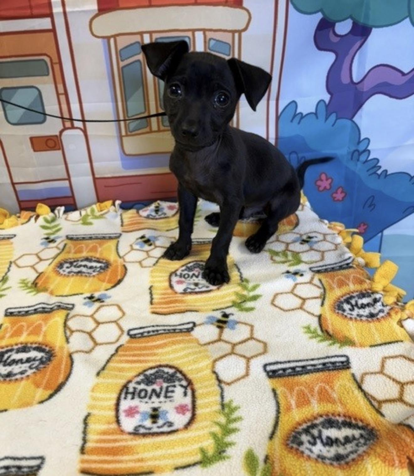 Tiny, a ADOPTABLE Chihuahua in valley springs, CA image 3/4