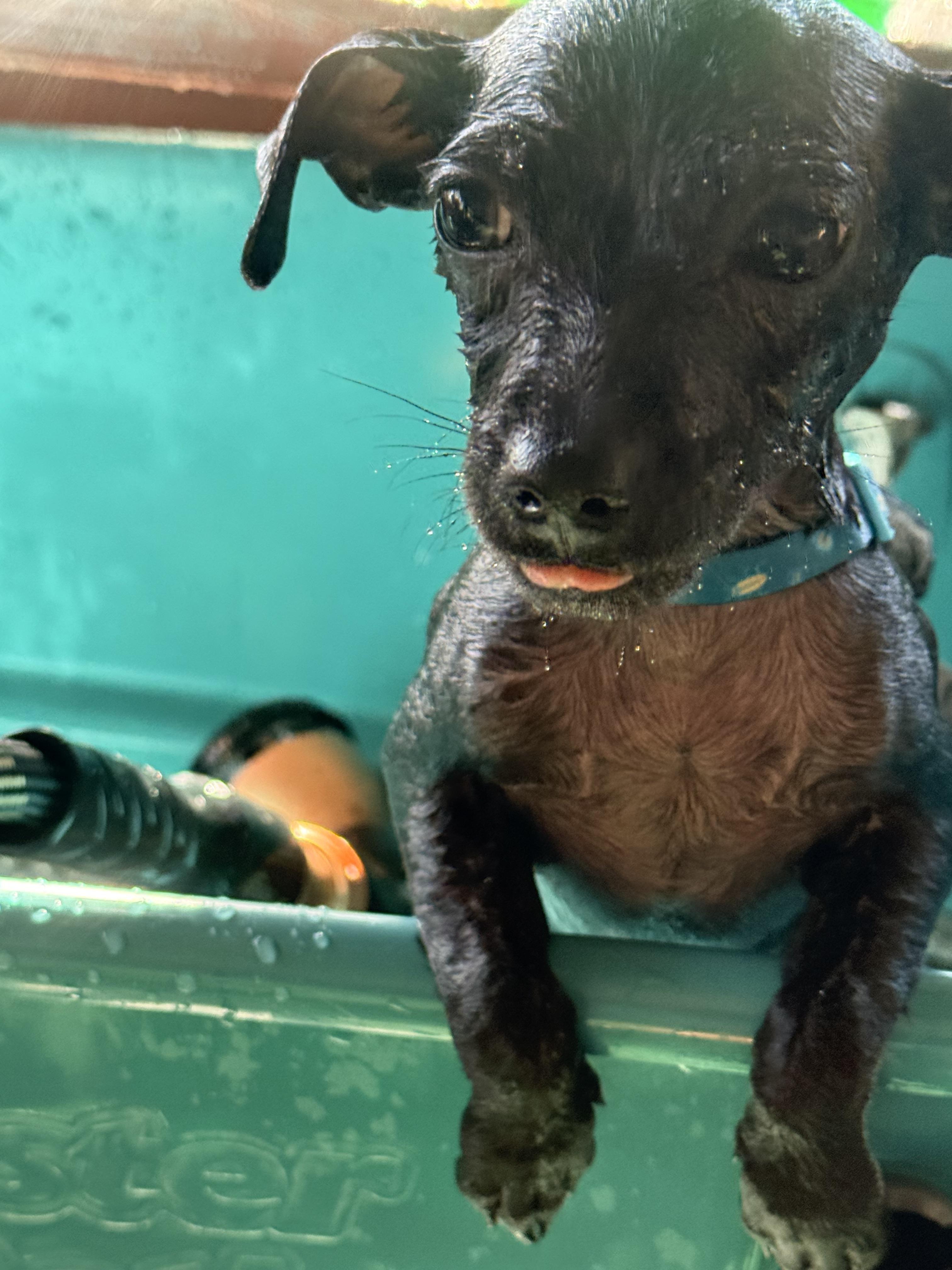 Tiny, a ADOPTABLE Chihuahua in valley springs, CA image 4/4