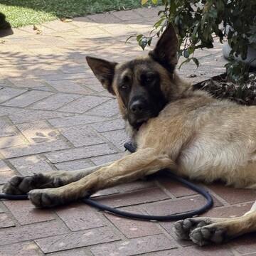 Jax, Adoptable, Adult Male German Shepherd Dog.