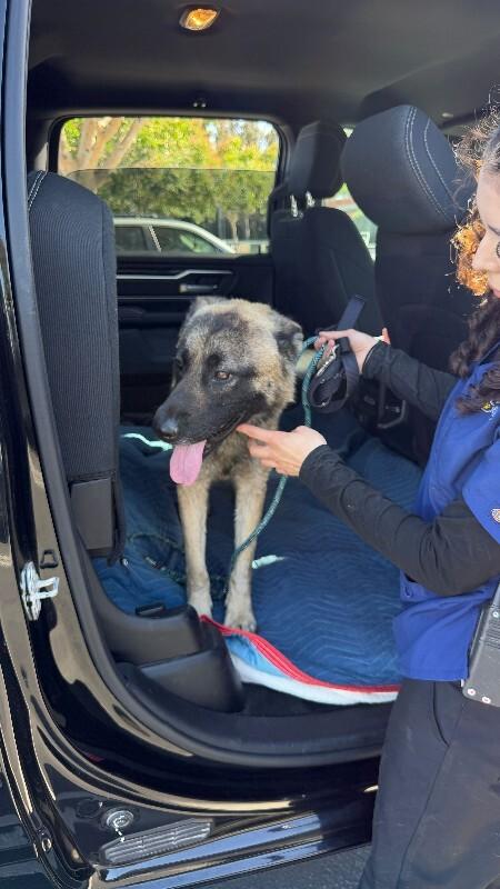 Jax, a Adoptable German Shepherd Dog in Manhattan Beach, CA image 2/3