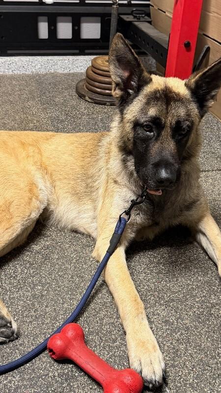 Jax, a Adoptable German Shepherd Dog in Manhattan Beach, CA image 3/3
