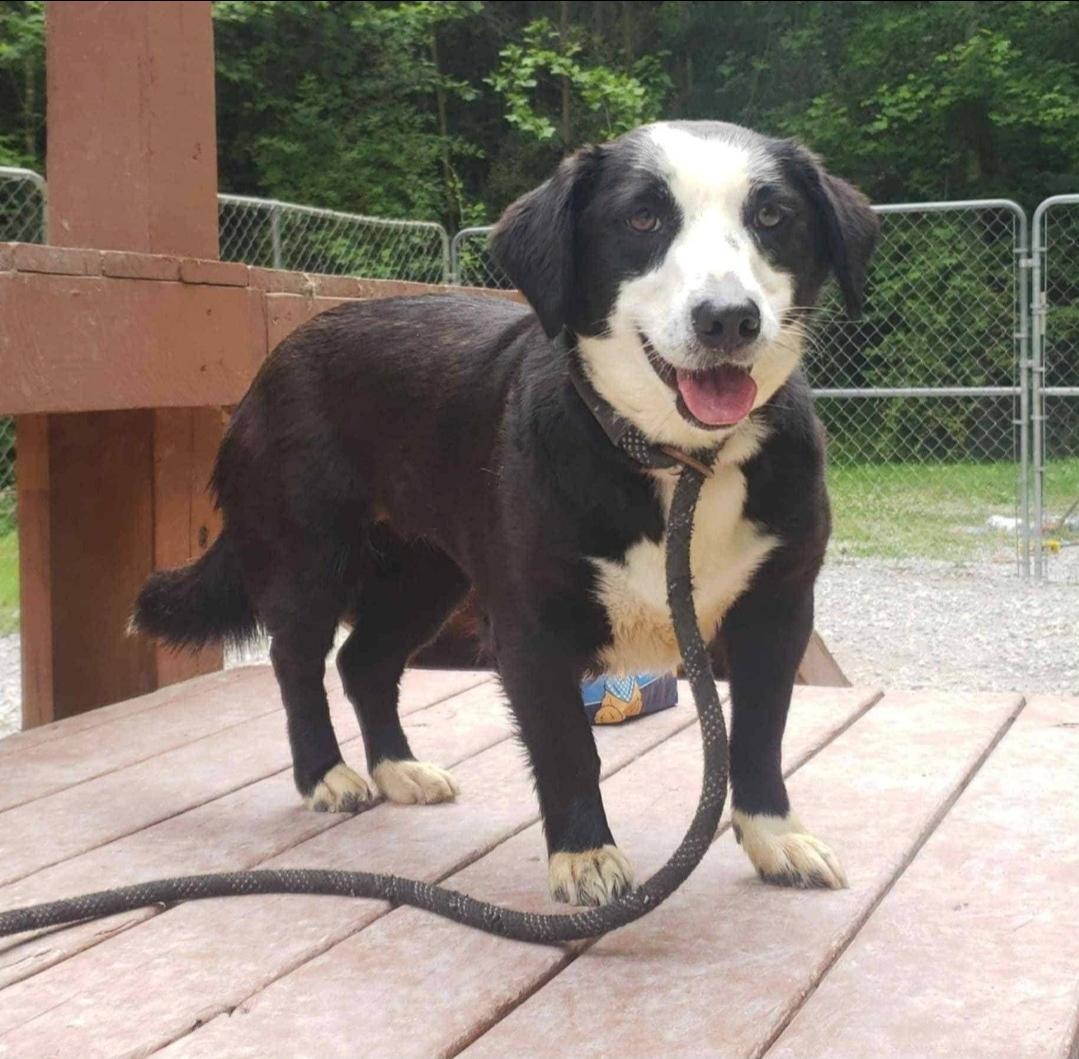 Enlarge Luna, an adoptable mixed breed in Ross, OH image 1/1