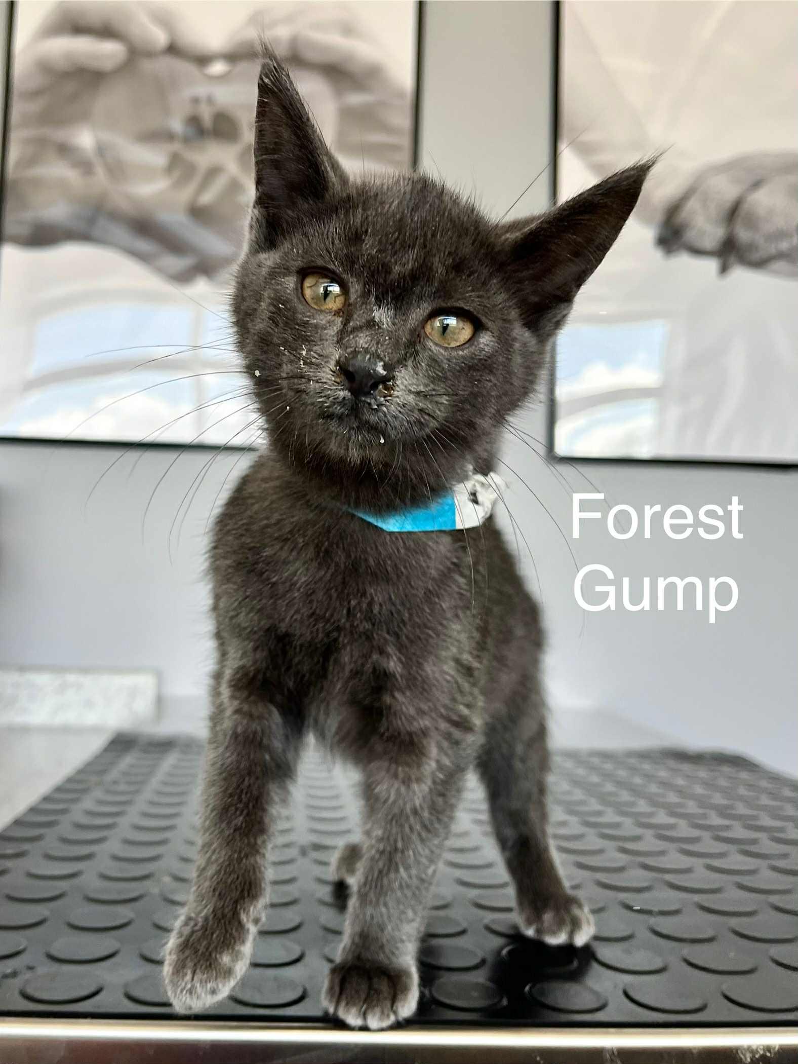 Cat for adoption Forrest Gump, a Domestic Short Hair in Blaine, MN(01)