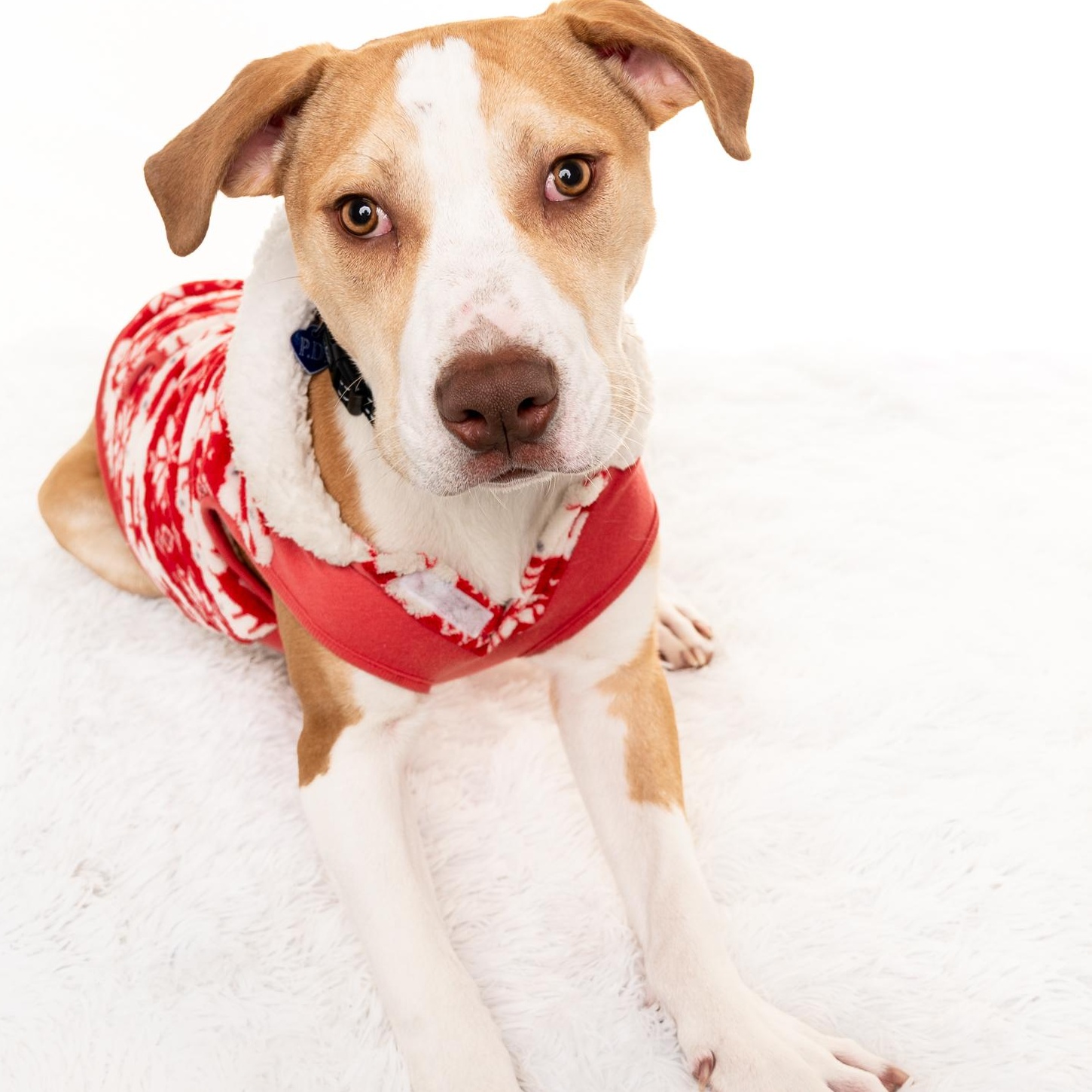 Enlarge Leo, a ADOPTABLE mixed breed in South Euclid, OH image 4/4