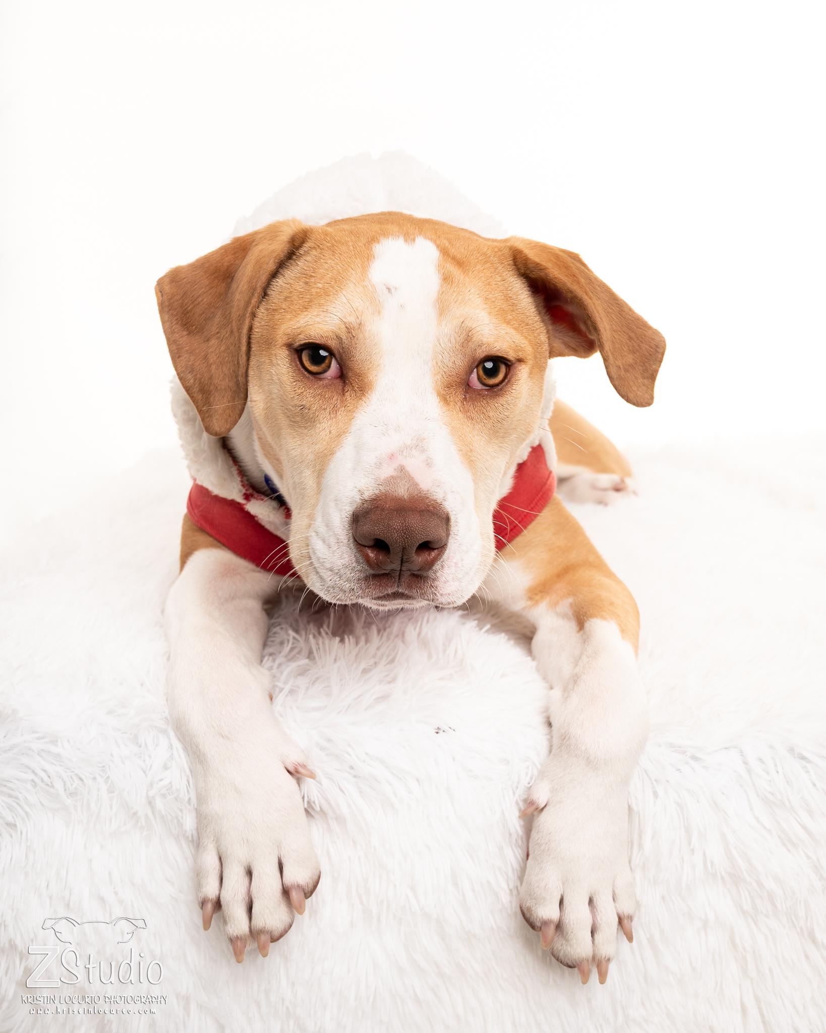 Enlarge Leo, a ADOPTABLE mixed breed in South Euclid, OH image 3/4