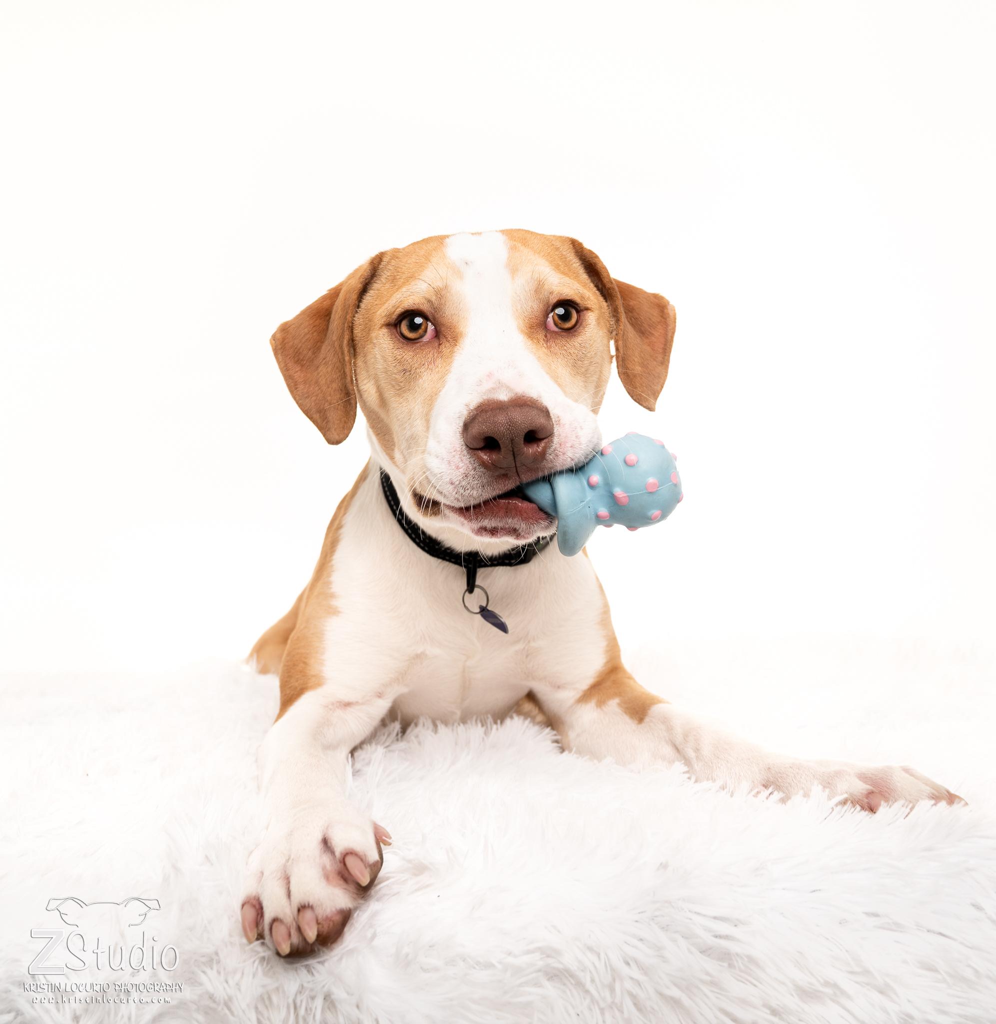 Leo, ADOPTABLE, Young Male Hound.