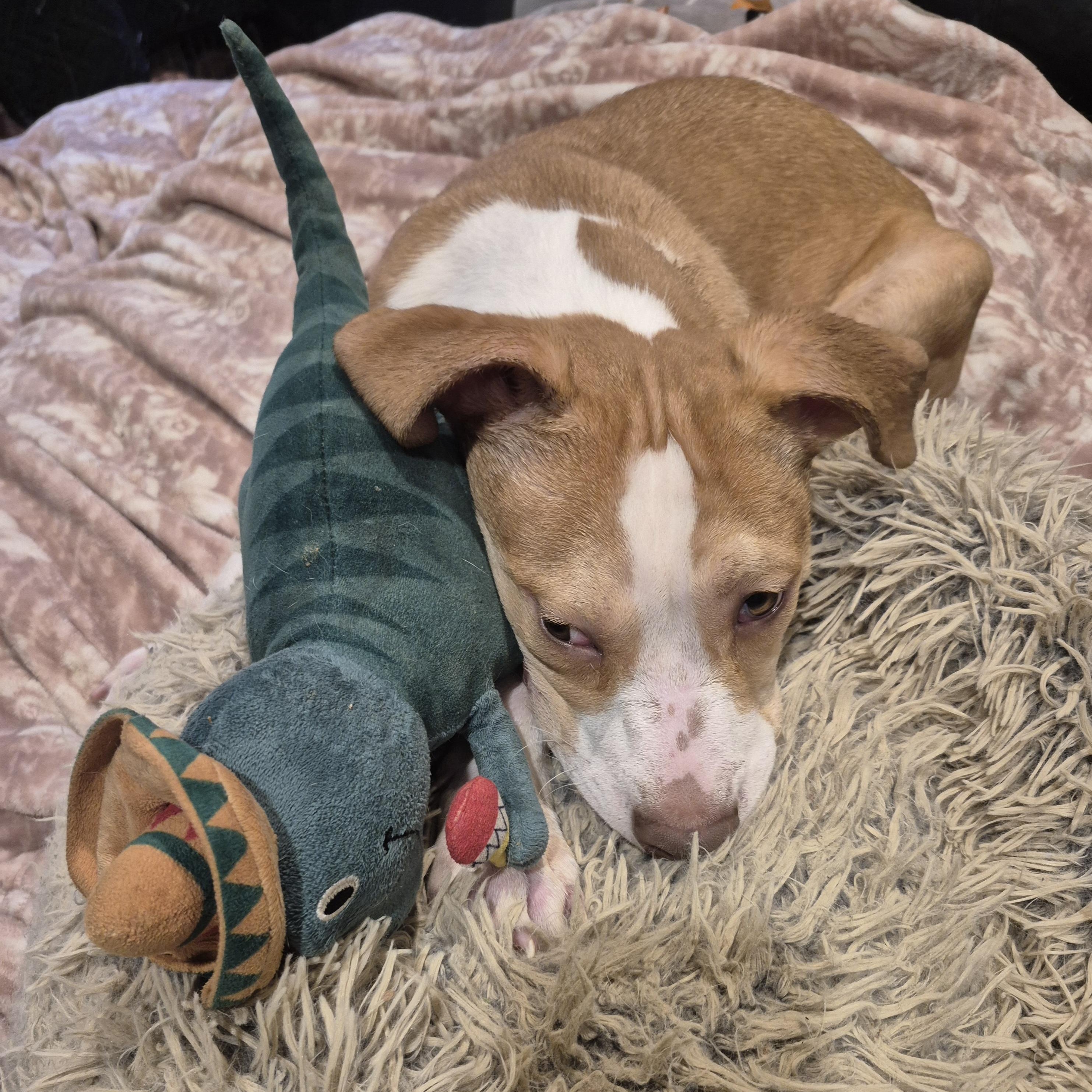 Leo, ADOPTABLE, Young Male Mixed Breed.