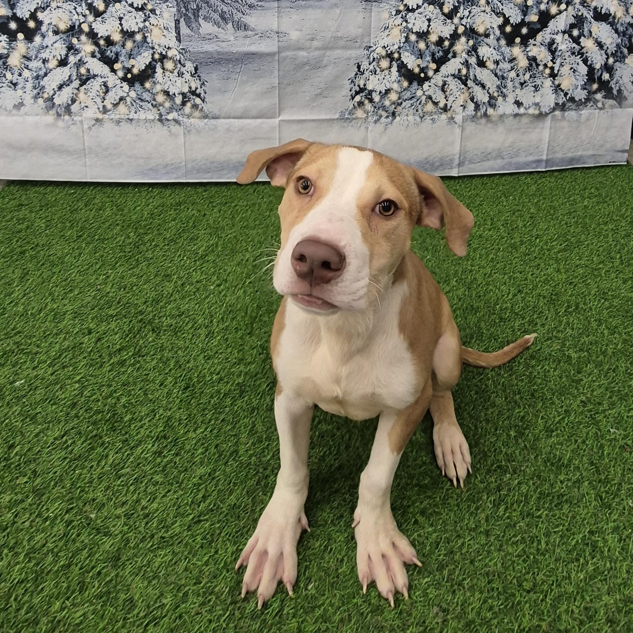 Enlarge Leo, a ADOPTABLE Mixed Breed in South Euclid, OH image 3/4