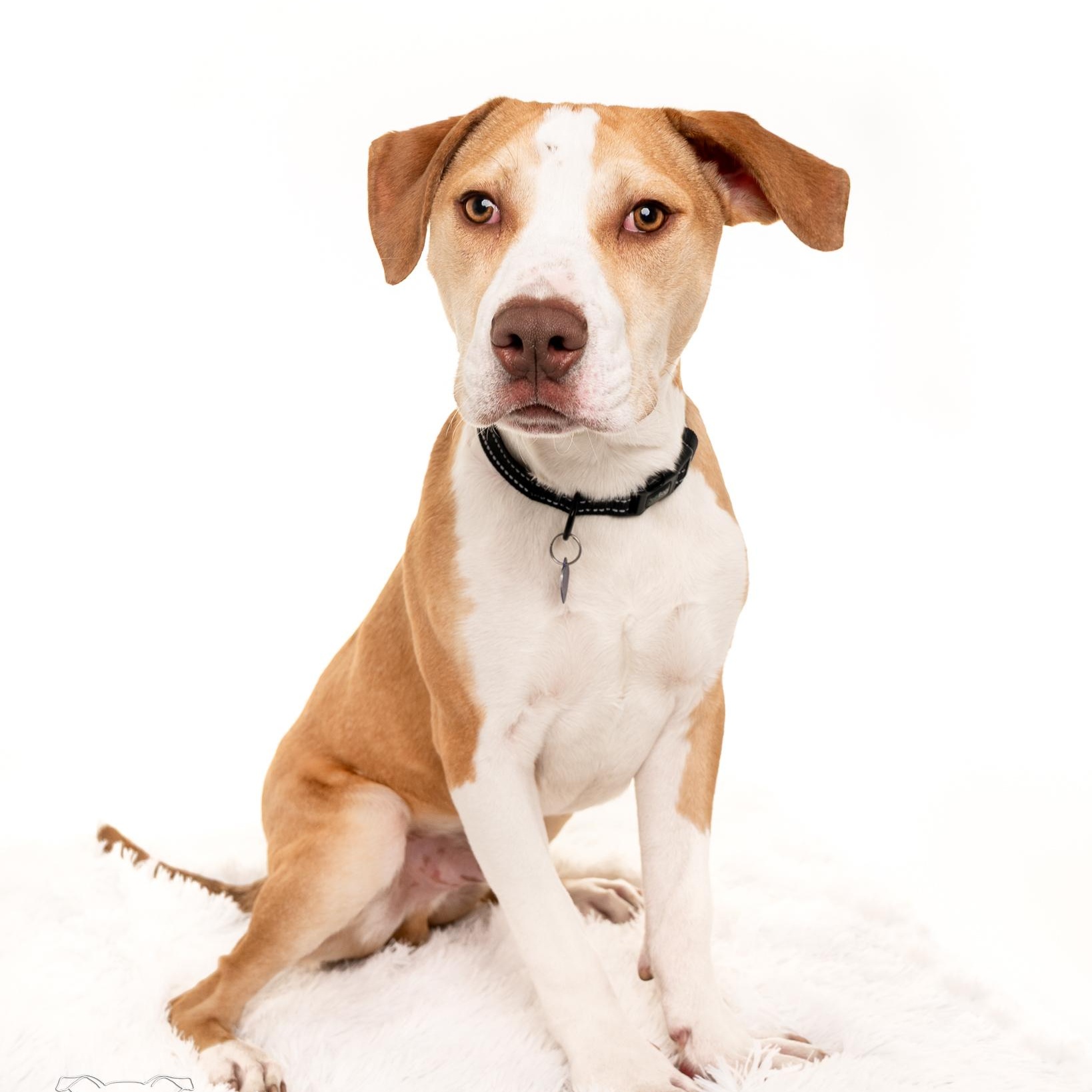 Leo, ADOPTABLE, Young Male Hound.