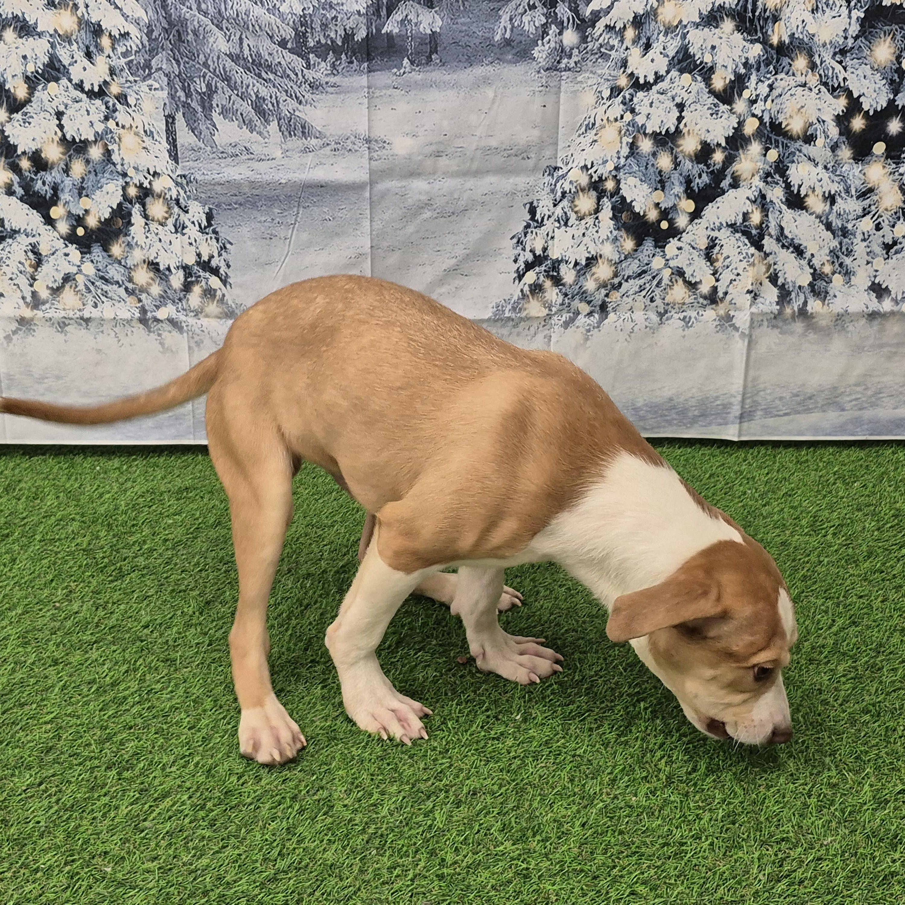 Enlarge Leo, a ADOPTABLE Mixed Breed in South Euclid, OH image 2/4