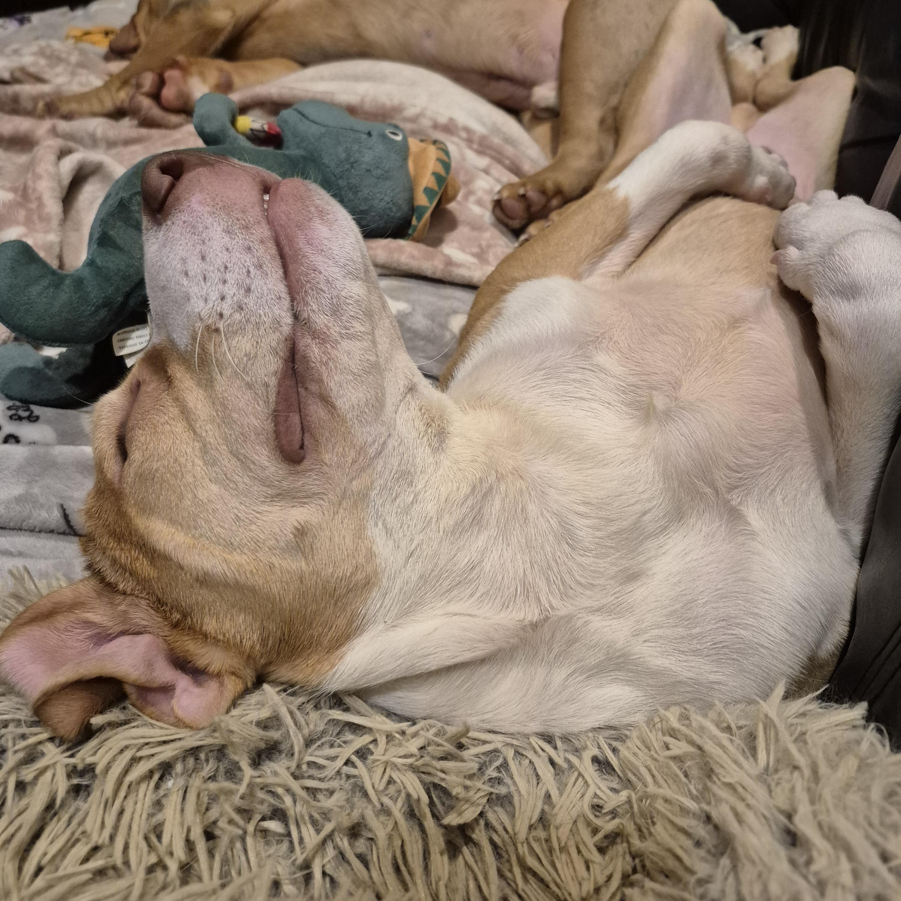 Enlarge Leo, a ADOPTABLE Mixed Breed in South Euclid, OH image 4/4