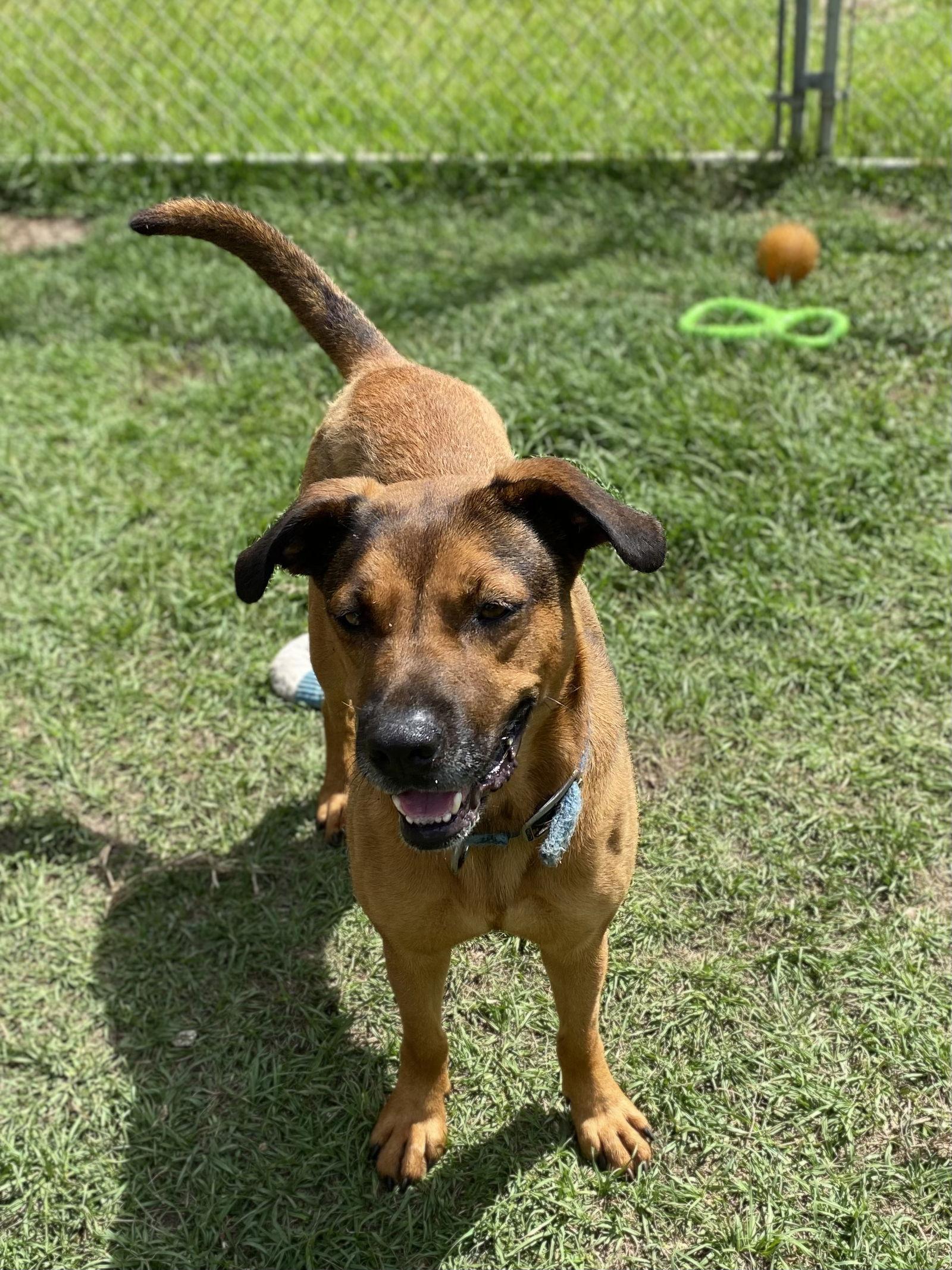 Jasmine, a Adoptable mixed breed in Ringoes, NJ image 1/3