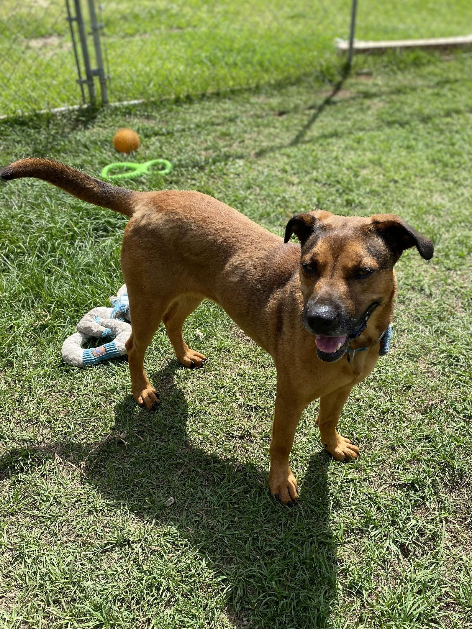 Jasmine, a Adoptable mixed breed in Ringoes, NJ image 2/3