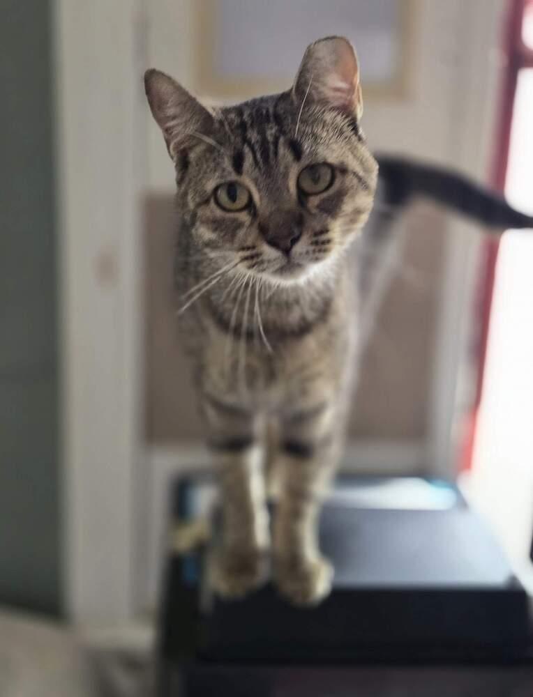 Darling Nebula, Adoptable, Adult Female Tabby & Domestic Short Hair.