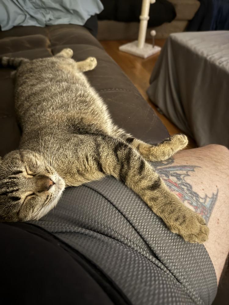 Darling Nebula, a Adoptable mixed breed in Randolph, MA image 2/5