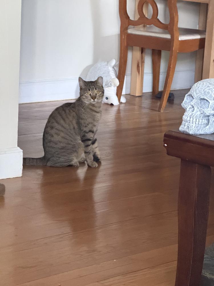 Darling Nebula, a Adoptable mixed breed in Randolph, MA image 3/5