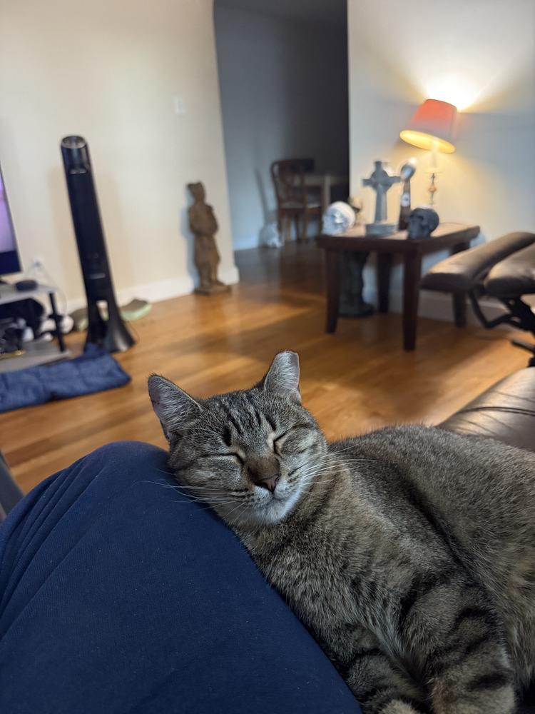 Darling Nebula, a Adoptable mixed breed in Randolph, MA image 4/5