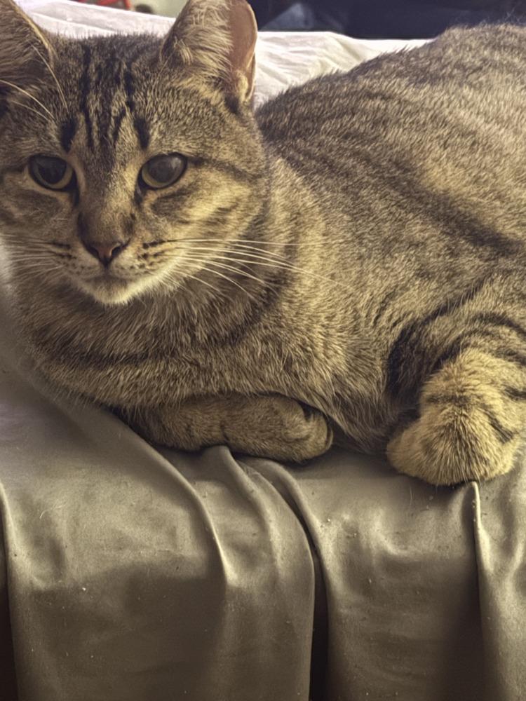 Darling Nebula, a Adoptable mixed breed in Randolph, MA image 5/5