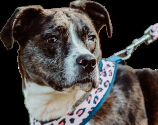 Ella, Adoptable, Young Female Catahoula Leopard Dog.