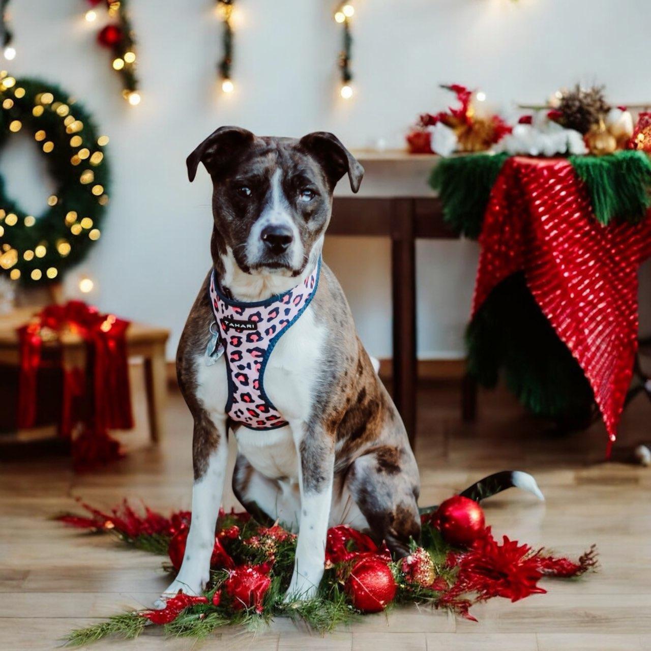 Enlarge Ella, a Adoptable mixed breed in Greenville, SC image 2/2