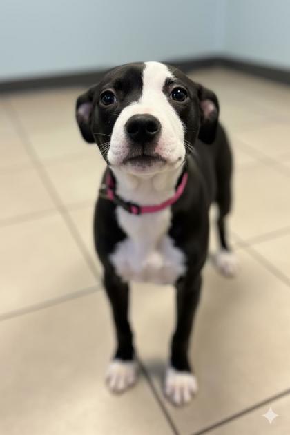 Enlarge Zena~ SO SWEET!, a Adoptable mixed breed in Bowling Green, KY image 1/1