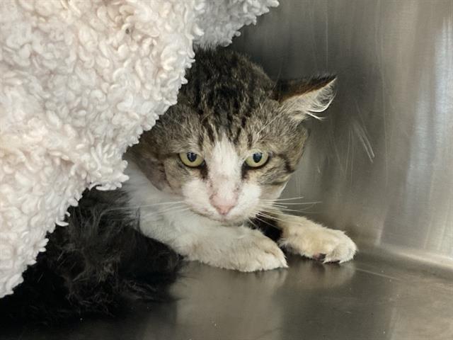 HARRISON, Adoptable, Adult Male Domestic Short Hair.