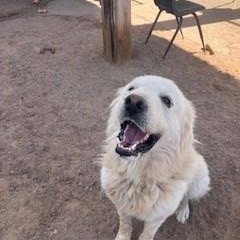 Dahlia, Adopted, Adult Female Great Pyrenees.