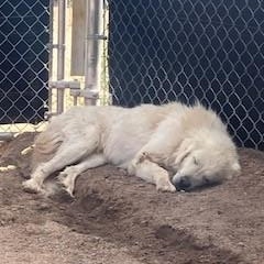Enlarge Dahlia, a Adopted Great Pyrenees in Bernalillo, NM image 2/3