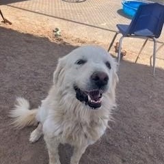Enlarge Dahlia, a Adopted Great Pyrenees in Bernalillo, NM image 3/3