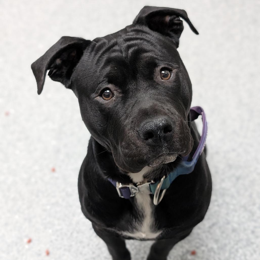 Enlarge Juno, a Adoptable American Staffordshire Terrier in Grand Rapids, MI image 1/1