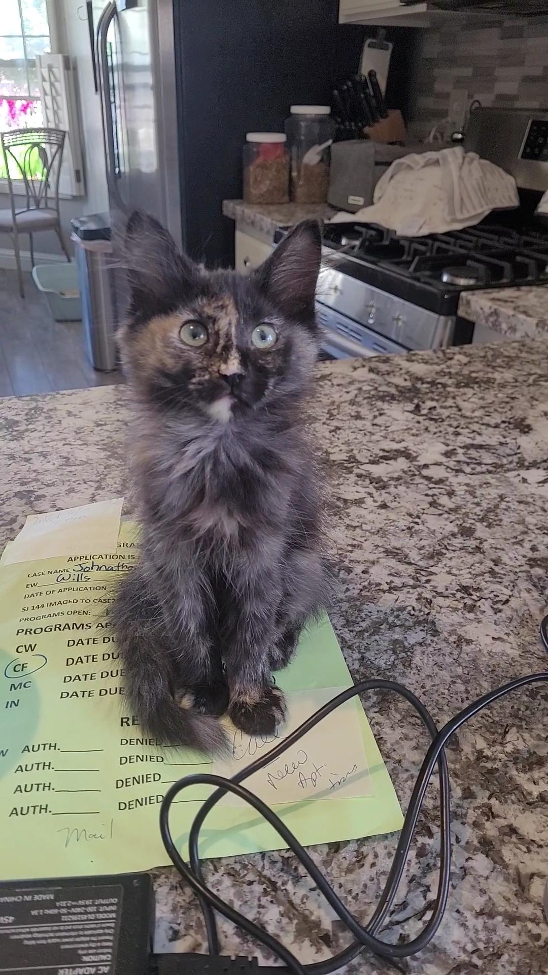 SUNTAN, ADOPTABLE, Kitten Female Tortoiseshell & Domestic Long Hair.