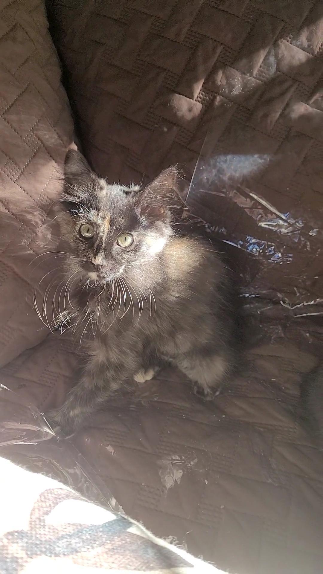 SUNTAN, a ADOPTABLE mixed breed in Escalon, CA image 2/6