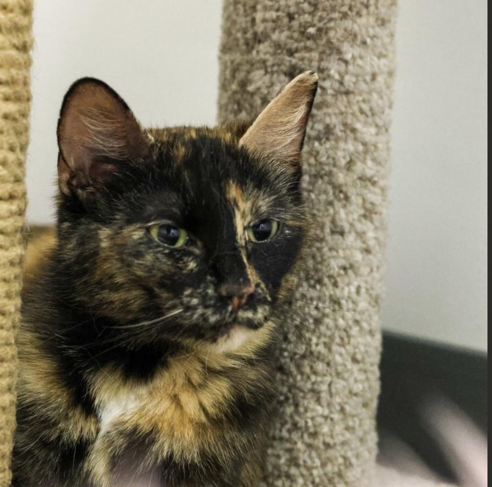 Enlarge **Cat Cafe** Teacup, a Adoptable Domestic Short Hair in Topeka, KS image 1/2