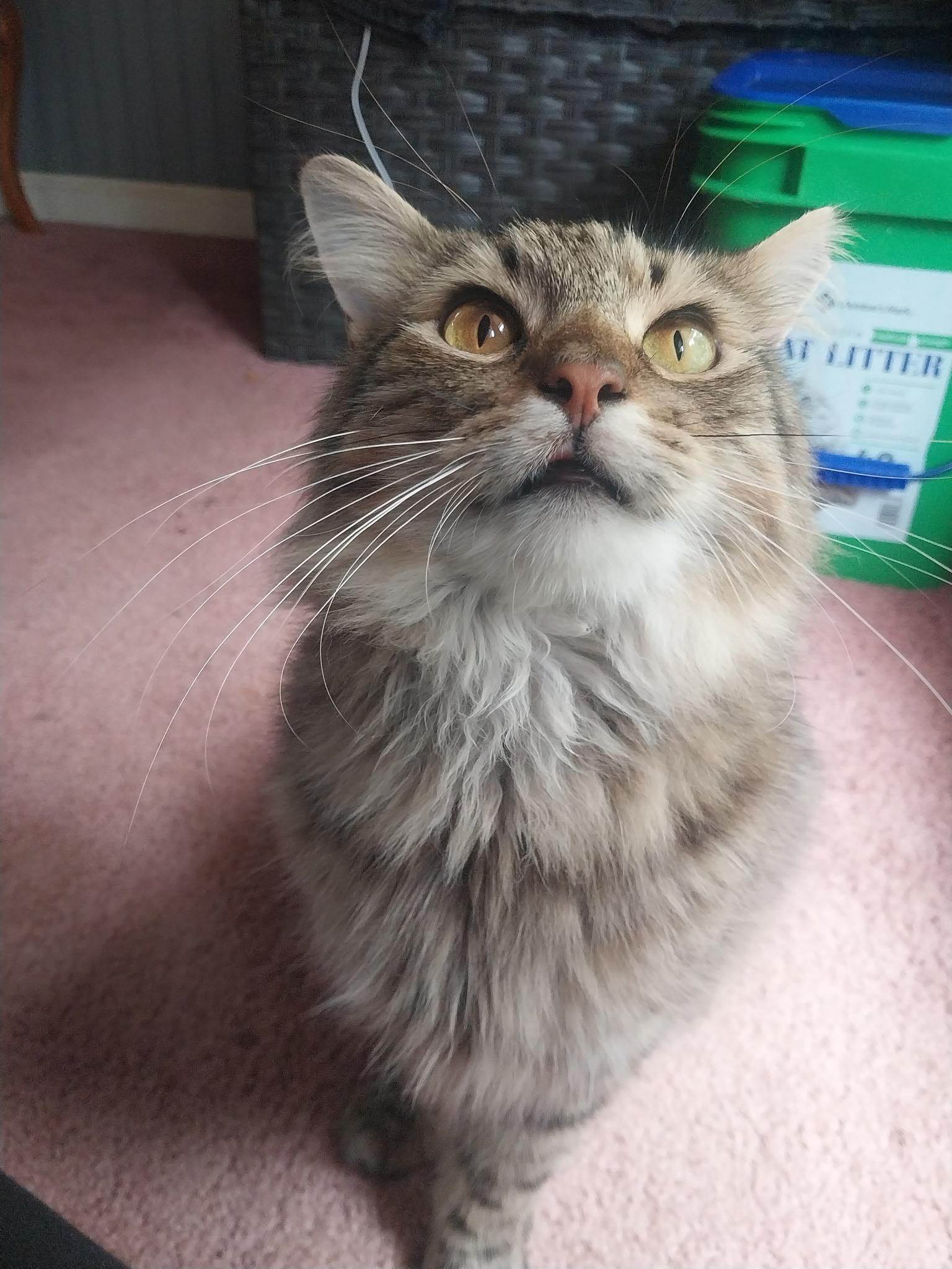 Baker, an adopted Domestic Long Hair in Anderson , SC image 6/6