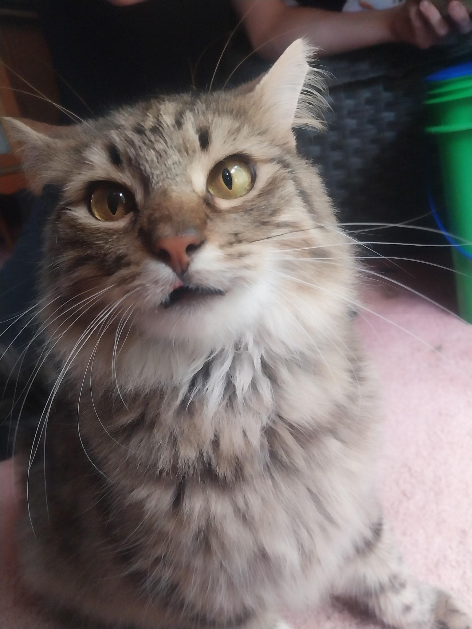 Baker, an adopted Domestic Long Hair in Anderson , SC image 5/6