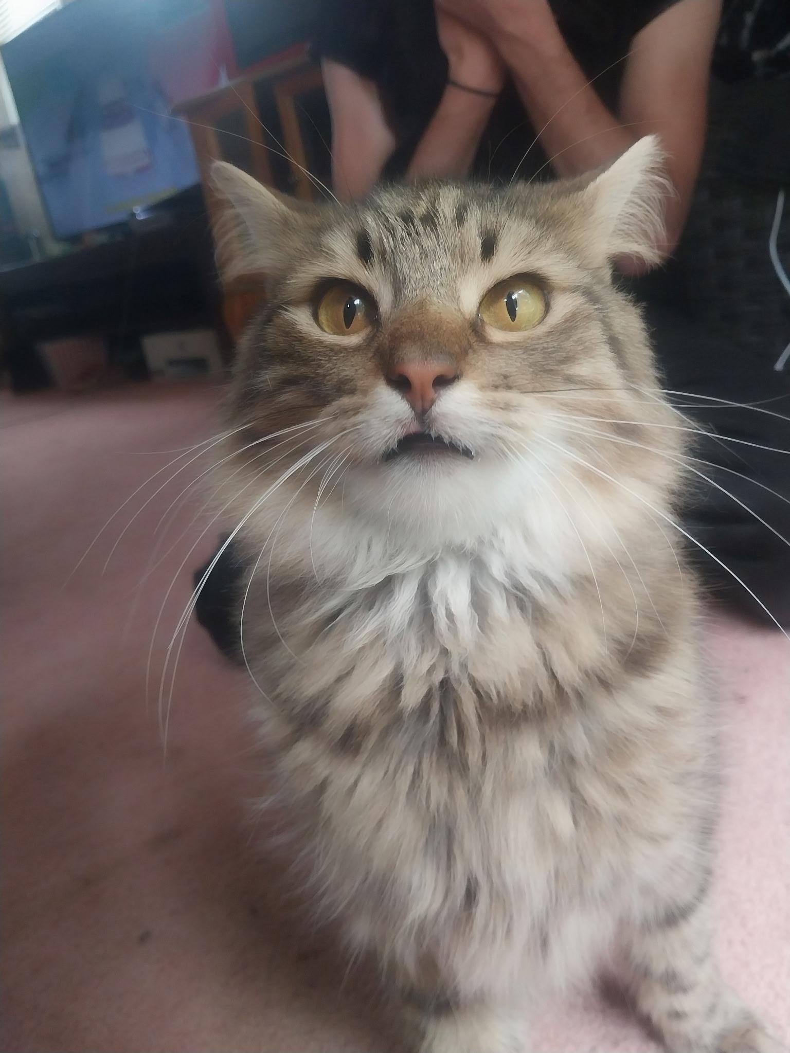 Baker, adopted, Young Male Domestic Long Hair.