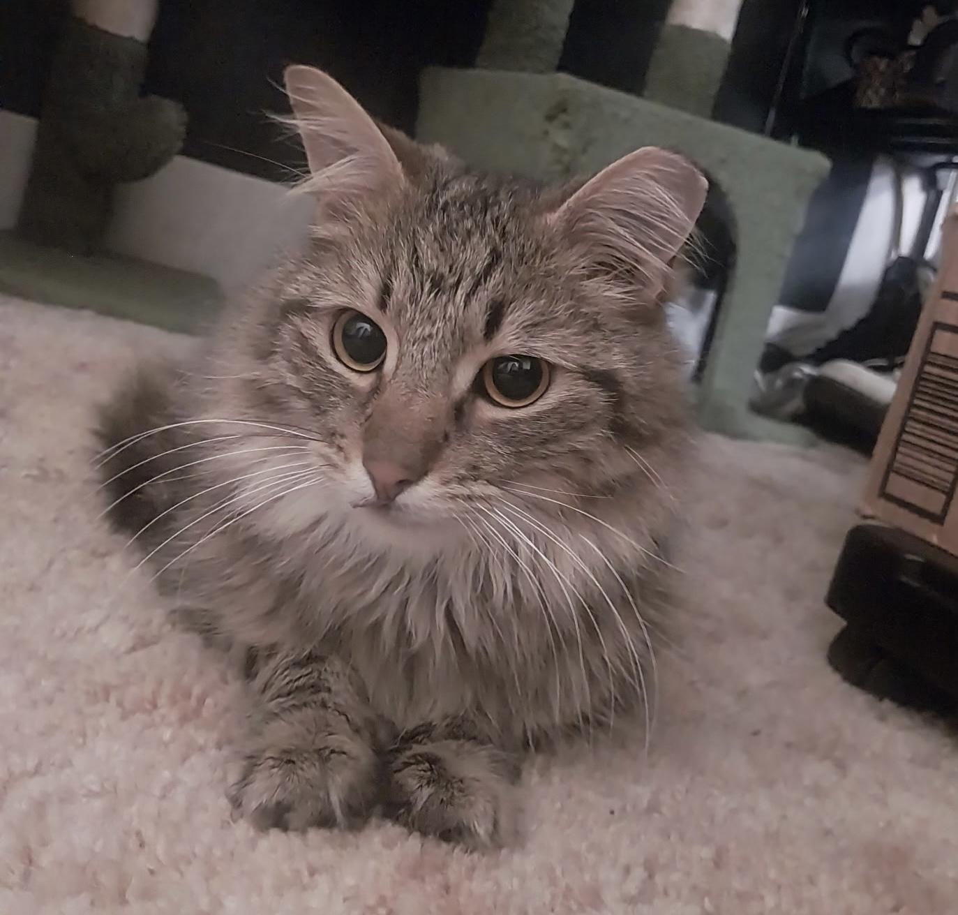 Baker, an adopted Domestic Long Hair in Anderson , SC image 2/6