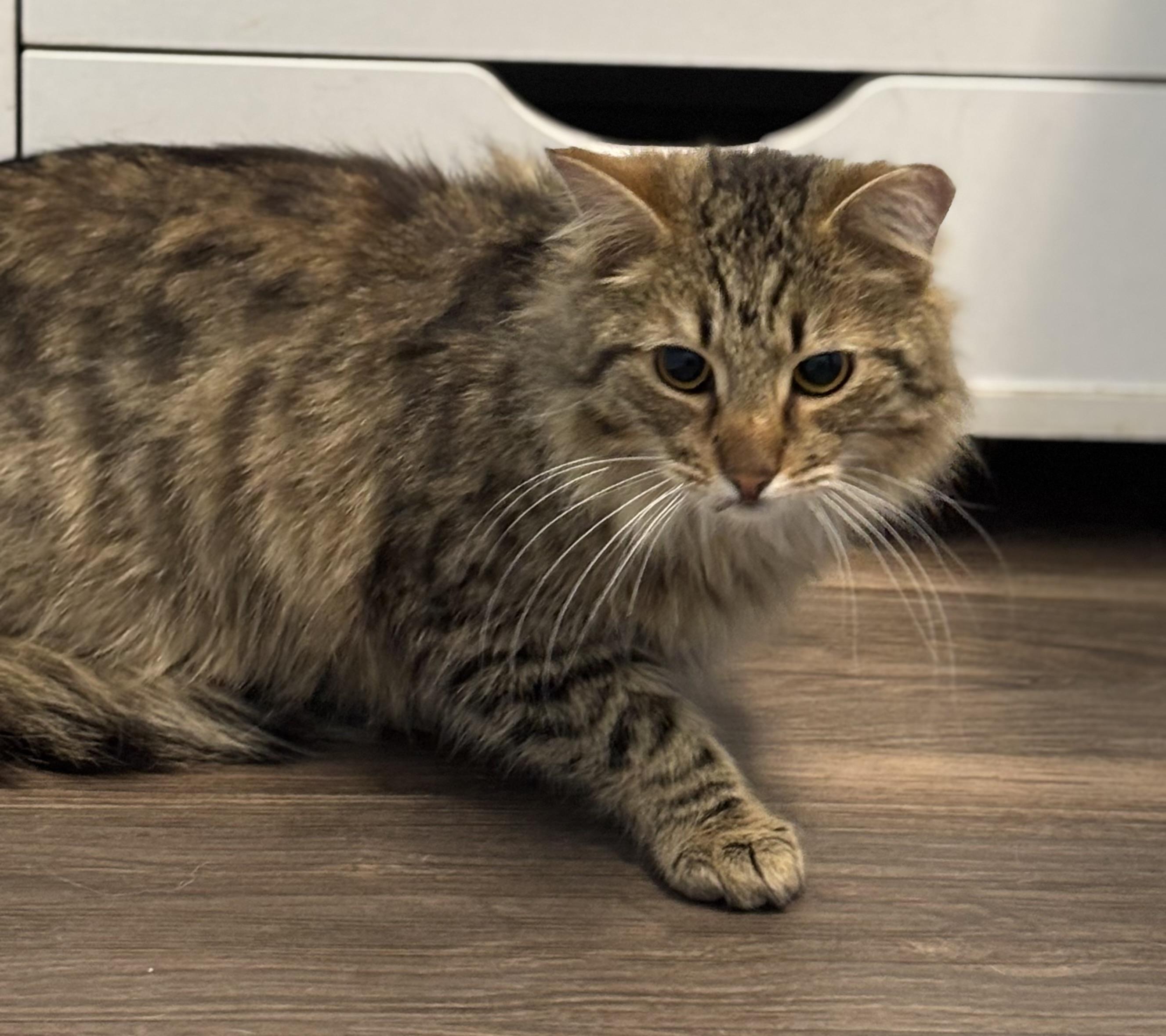 Baker, an adopted Domestic Long Hair in Anderson , SC image 4/6
