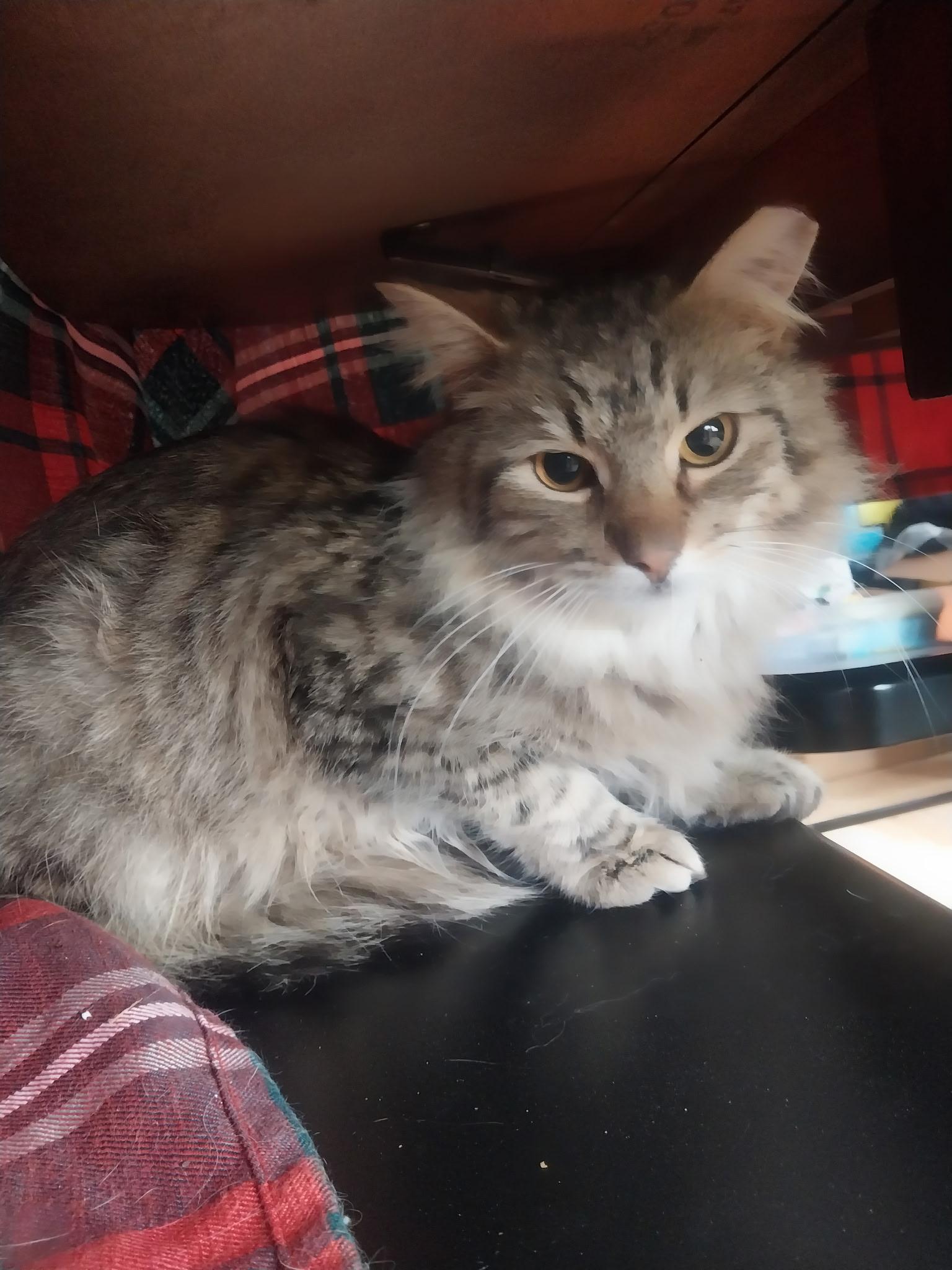 Baker, an adopted Domestic Long Hair in Anderson , SC image 3/6