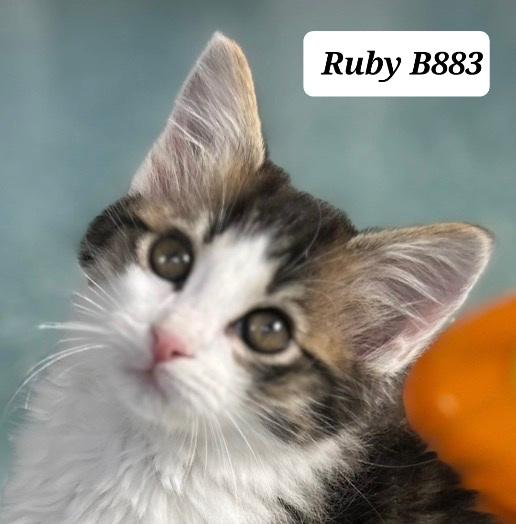 Enlarge Ruby, a ADOPTABLE Domestic Long Hair in Morganton, NC image 1/1