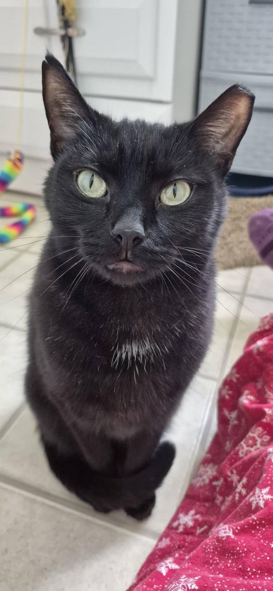 Enlarge Diesel, an adopted Domestic Short Hair in Heath, OH image 3/3